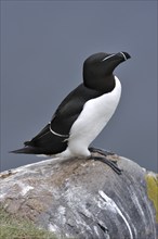 Razorbill (Alca torda) resting in cliff face at the Fowlsheugh RSPB reserve, Scotland, UK