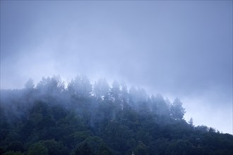 Early morning fog on the wooded hillsides, Cochem, Rhineland-Palatinate, Germany, Europe