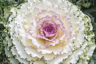 Decorative creamy white cabbage in a botanical garden