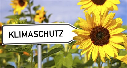 Climate protection symbol: sunflowers and a sign with the word KLIMASCHUTZ on it (Composing)