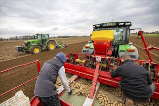 Early potatoes are laid in the soil of the field with a planting machine, tractor with roundabout