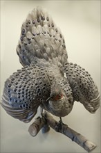 Grey burmese peacock-pheasant (Polyplectron bicalcaratum), Natural History Museum, Vienna, Austria,