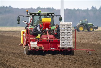 Early potatoes are placed in the soil of the field with a planting machine, Agriculture, Spring