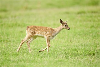 European fallow deer (Dama dama) fawn walking on a meadow, Kitzbühel, Wildpark Aurach, Austria,