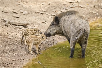 Wild boar (Sus scrofa) mother standing in the water with its squeaker beside, Bavarian Forest,