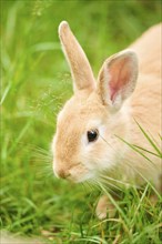 Domesticated rabbit (Oryctolagus cuniculus forma domestica) sitting on a meadow, Bavaria, Germany,