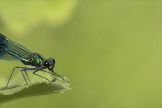 Banded demoiselle damselfly (Calopteryx splendens) adult male insect resting on a reed leaf in the