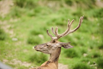 Red deer (Cervus elaphus) stag, portrait, Bavaria, Germany, Europe