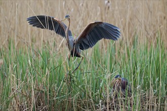 Purple heron (Ardea purpurea) pair at the nest, Baden-Württemberg, Germany, Europe