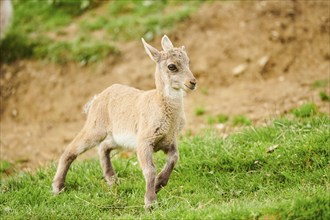 Alpine ibex (Capra ibex) youngster walking on a meadow, wildlife Park Aurach near Kitzbuehl,