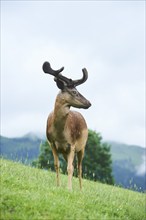 European fallow deer (Dama dama) stag standing on a meadow, tirol, Kitzbühel, Wildpark Aurach,