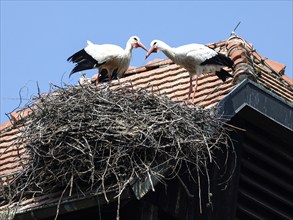 Storks in a nest on the stork tower in Zelt am Hammersbach. The stork tower is the town's landmark,