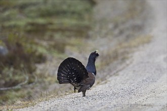 Western Capercaillie (Tetrao urogallus), Wood Grouse, Heather Cock showing courtship display on