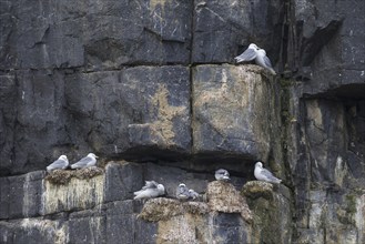 Black-legged kittiwakes (Rissa tridactyla) nesting on rock ledges in sea cliff face at seabird