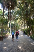 People walking along path through palm trees and botanical gardens, Malaga, Spain, Europe