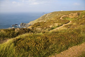 Yellow flowering common gorse and heather on St Agnes Head, Cornwall, England, United Kingdom,