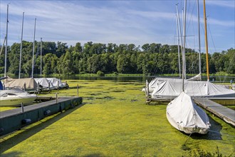 Green carpet of plants on Lake Baldeney in Essen, proliferating aquatic plant Elodea, waterweed, an