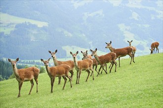 Red deer (Cervus elaphus) hinds standing on a meadow in the mountains in tirol, herd, Kitzbühel,