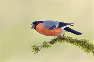 Eurasian bullfinch (Pyrrhula pyrrhula), Aggressive male sitting on a branch covered with moss,