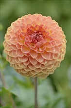 Ball dahlias (Dahlia), variety Blyton Softer Gleam, orange-yellow flower, North Rhine-Westphalia,