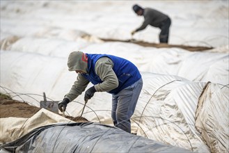 Asparagus harvest in the Rhineland, asparagus pickers at work in an asparagus field covered with