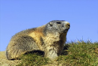 Alpine marmot (Marmota marmota), Hohe Tauern, Austria, Europe