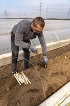 Asparagus harvest in the Rhineland, asparagus pickers at work in an asparagus field covered with