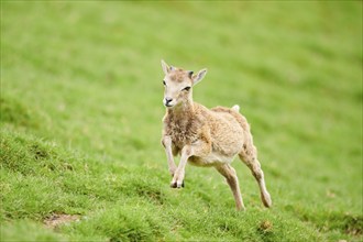 European mouflon (Ovis aries musimon) running standing on a meadow, tirol, Kitzbühel, Wildpark