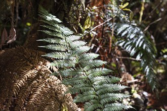 Silver tree fern (Cyathea dealbata), Lake Matheson Trail, New Zealand, Oceania