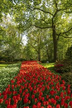 The Keukenhof, gardens, amusement park, spring park, spring flower show, near Lisse, South Holland,