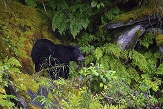 American Black Bear (Ursus americanus) climbing over rocks along the edge of the forest,