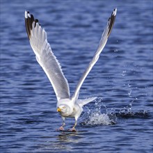 European herring gull (Larus argentatus) adult seagull taking off from sea water surface along the