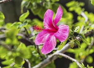 Purple hibiscus flower in botany garden