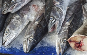 Fresh fish on ice in the market