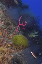 Sea ball, ball algae (Codium bursa), algae, in the Mediterranean Sea near Hyères. Dive site Port