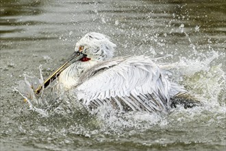 Dalmatian pelican (Pelecanus crispus), bathing, France, Europe