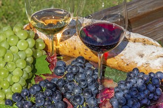 Symbolic image of grape grape harvest: Ripe grapes decorated with wine glasses on a wooden table