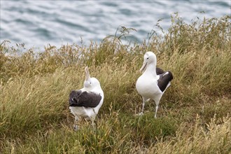 Albatros (Diomedea sanfordi), Taiaroa Head, Otago Peninsula, Neuseeland