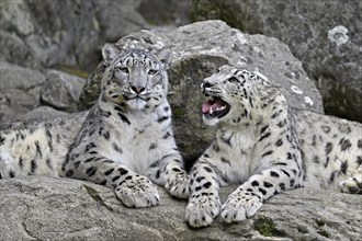 Two young snow leopards (Uncia uncia), sitting on a rock, captive, Switzerland, Europe