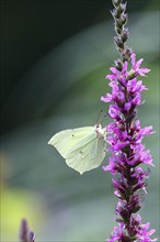 Brimstone (Gonepteryx rhamni) feeding on a flower of purple loosestrife (Lythrum salicaria),