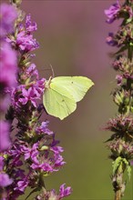 Brimstone (Gonepteryx rhamni) feeding on a flower of purple loosestrife (Lythrum salicaria),