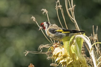 European goldfinch (Carduelis carduelis), also known as goldfinch, sitting on a faded sunflower,