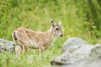 Alpine ibex (Capra ibex) youngster standing on a meadow, wildlife Park Aurach near Kitzbuehl,