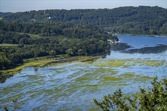 Green carpet of plants on Lake Baldeney in Essen, proliferating aquatic plant Elodea, waterweed, an