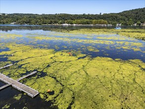 Ruhrverband mowing boat in action against waterweed, Elodea, an invasive species, green carpet of