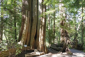 Forest with giant trees, Ucluelet, Pacific Rim National Park, Vancouver Island, British Columbia,