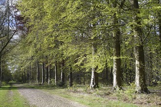 NL, Eesergroen: Spring characterises the landscape, towns and people in the province of Drenthe in