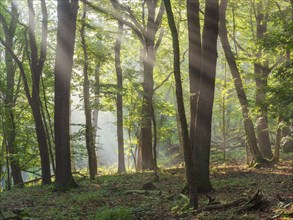 Natural oak forest in the morning light, the sun shines through the morning mist, near Freyburg