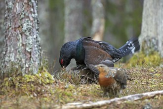 Western capercaillie (Tetrao urogallus) cock mating with hen at lek in coniferous forest in spring