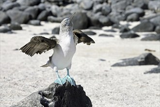 Blue-footed booby (Sula nebouxii excisa) drying its wings on the beach, Espanola island, Galápagos